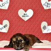 Girl Green and Girl Pink - Black and tan Cavaton puppy in Zeeland, Michigan from Lakeshore Cavatons