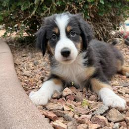 Drizzle - Black tri male Miniature American Shepherd puppy in Phoenix, Arizona from Outlaw Minis