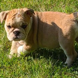 Tilsa - Red and white female Bulldog puppy in Cheshire, Connecticut from Absolut Bulldogs