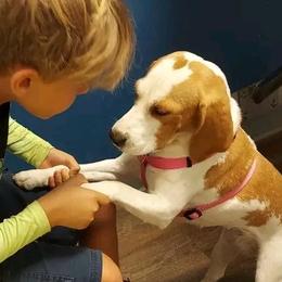 Annabelle - Beagle
