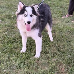 Bravo - Gray and white male Pomsky puppy in Lewiston, Minnesota from Family Pomsky