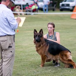 German Shepherd All Grown Up from Sisco Haus German Shepherds