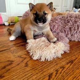 Shiba Inu Puppies from Veronika's Shiba Inus