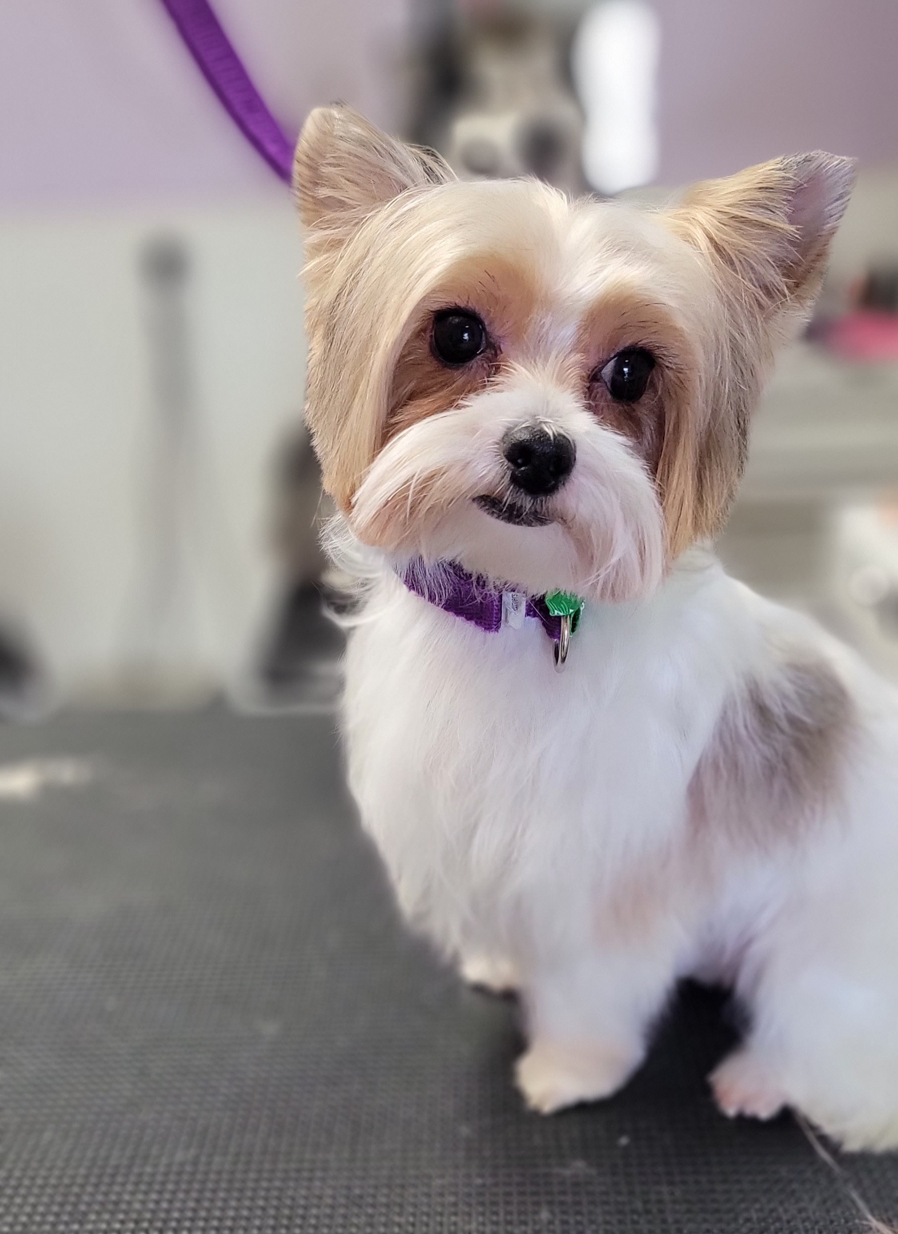 Kosmo - Yorkshire Terrier