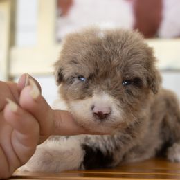 Boy 7 - male Sheepadoodle puppy in Youngstown, Florida from Wonderland’s Boujie Kennels