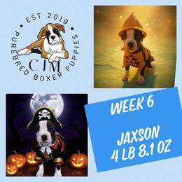Jaxson - Brindle male Boxer puppy in Jupiter, Florida from CJM Boston and Boxer Puppies