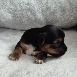 Puppy 2 - Parti female Yorkshire Terrier puppy in Newnan, Georgia from Yorkie Tales