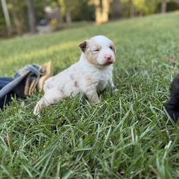 Australian Shepherd and Labrador Retriever Puppies from Triple S Farms