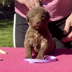 Lavender female - Brown female Chesapeake Bay Retriever puppy in Houston, Texas from Monarch Chesapeakes