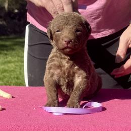 Lavender female - Brown female Chesapeake Bay Retriever puppy in Houston, Texas from Monarch Chesapeakes