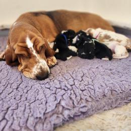 Girl - Black brown and white female Basset Hound puppy in Yelm, Washington from Prince Labradors