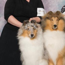 Collies from Aryggeth Collies