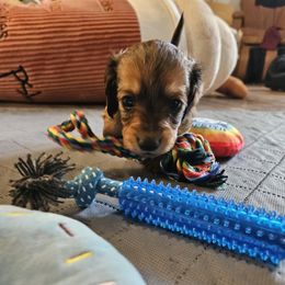 Lil miss - Chocolate and tan female Dachshund puppy in New Castle, Colorado from Shaffers low riding weiners