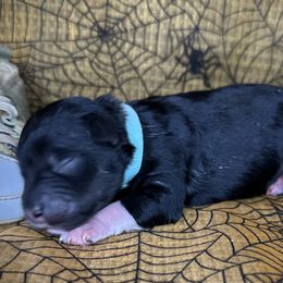 Cooper - Black and silver male Miniature Schnauzer puppy in Placerville, California from Rpuppies