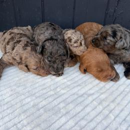 Blue - Merle male Goldendoodle puppy in Rush, New York from Care Bear Puppies