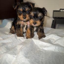Kio - Black and tan male Yorkshire Terrier puppy in Navarre, Florida from KAYY services