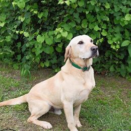 Max - Labrador Retriever