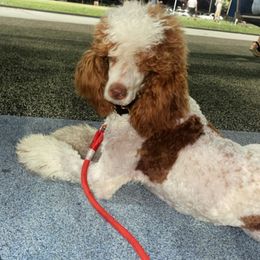 Goldendoodle and Poodle All Grown Up from Bridge City Doodles