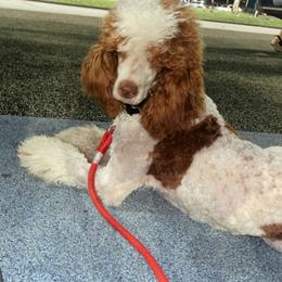 Goldendoodle and Poodle All Grown Up from Bridge City Doodles