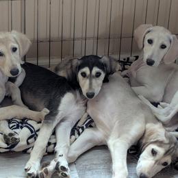 Saluki puppies from Sahar Paz Salukis