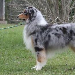 Mystic - Australian Shepherd