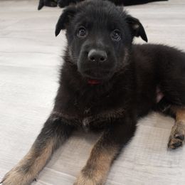German Shepherd Puppies from BK German Shepherds