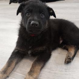 German Shepherd Puppies from BK German Shepherds