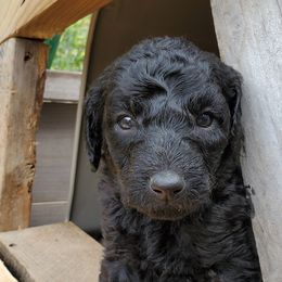 Poodle Puppies from Polly Wally Doodles and Poodles