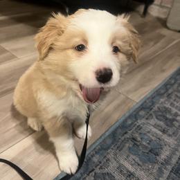 Gold Boy 2 - White and gold male Border Collie puppy in Powell Butte, Oregon from Cascades Border Collies