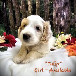 Purple (Tulip) - Cream Labradoodle puppy in Greenville, North Carolina from Tyson's Farm Doodles