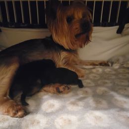 Yorkshire Terrier puppies from Yorkieology