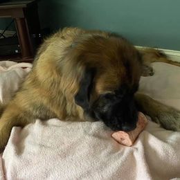 Leonbergers from Pride Rock