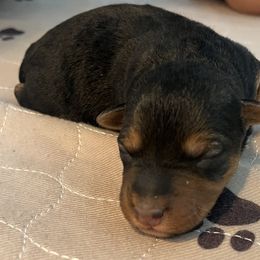 Bambi - Black and tan female Welsh Terrier puppy in West Plains, Missouri from Sycamore Ridge Puppies
