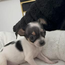 Mr Mochi charting 3-4 lb 3888 - Fawn and white male Chihuahua puppy in Las Vegas, Nevada from Quality Poms Chihuahua Yorkies of Las vegas