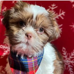 Edward - Gold and white male Shih Tzu puppy in Hemet, California from Aloha Shih Tzu