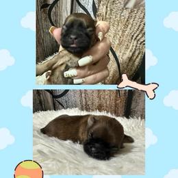 Boy 2 - Red male Shih Tzu puppy in Bethpage, Tennessee from Tennessee's Treasured Shih Tzus