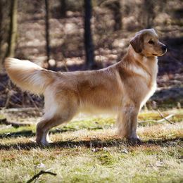 Golden Retrievers and Shih Tzus from The Ohana Paws