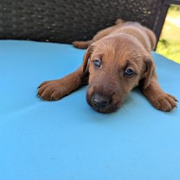 Girl 1 - Red female Irish Terrier puppy in Broadway, North Carolina from Detmore Kennels
