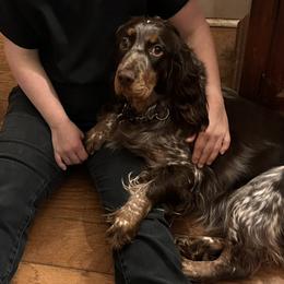 English Springer Spaniels from Sonora Hills ESS