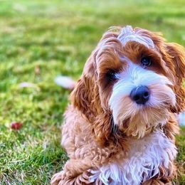 Olallie - Australian Labradoodle