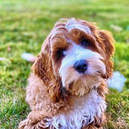 Olallie - Australian Labradoodle
