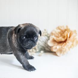 Silver Male 2 - Silver male Pug puppy in Placerville, California from Gold Leaf Farm Pugs