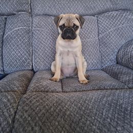 Pug Puppies from adorable pug puppies