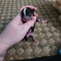 Alvin - Black and tan male Chihuahua puppy in Ashtabula, Ohio from Paw's & Awe's Chihuahuas