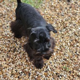 Sweet Pups Cupcake - Black Miniature Schnauzer puppy in North Zulch, Texas from Sweet Pup Schnauzers