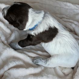 Wirehaired Pointing Griffon Puppies from Happy Hollow Griffons