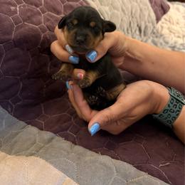 Kenicke - Black and tan male Dachshund puppy in Taylor, Michigan from Meg’s Mini Doxies