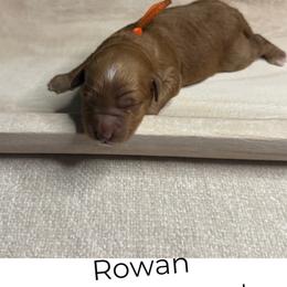 Rowan - Red  male Goldendoodle puppy in Layton, Utah from Gracious Doodle Dogs