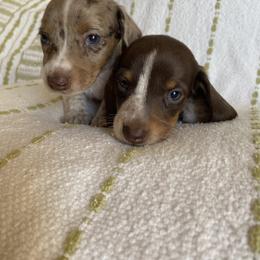 Dachshund Puppies from Destiny's Dachshunds