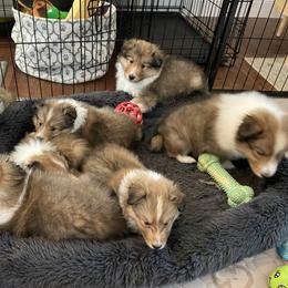 Shetland Sheepdog Puppies from Armitage Shetland Sheepdogs